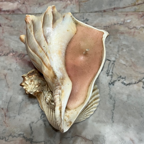 Conch Shell with Candle - Picture 2 of 7